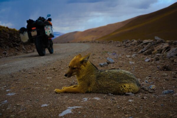 Chilean Patagonia Motorcycle Tour along the Carretera Austral